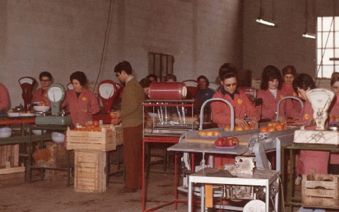 Dal campo alla tavola: cosa significa davvero garantire la tracciabilità della frutta di stagione