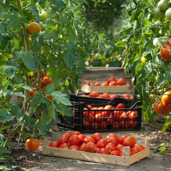 Bruno Srl si affida ad un team di agronomi che consente di limitare l'utilizzo dei trattamenti, e di raccogliere i frutti solo quando sono davvero pronti